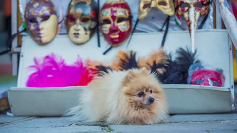 Cute puppy guarding Venetian masks close up