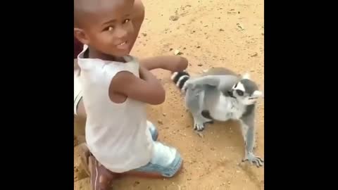 The lemur wants to be petted