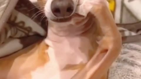 Best Funny Animal Videos Of The 2022 Try not to laugh