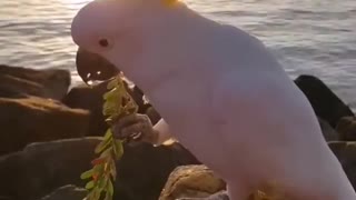Beautiful parrot eating food on the beach