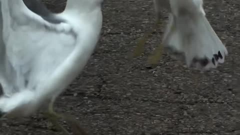 how do Seagulls make sounds
