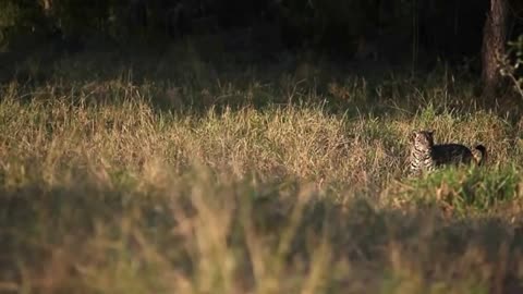 Jaguar attacks capybara 2021!