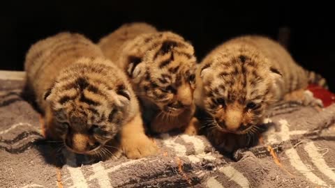 A newborn tiger cub