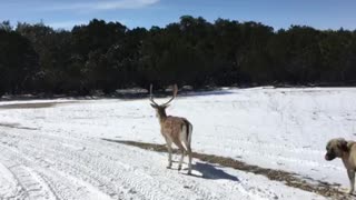Fallow Deer Attacks Deer Guard Dog