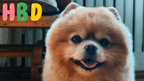 Spitz 🐕Dog Friend 🌞Mornings video💕