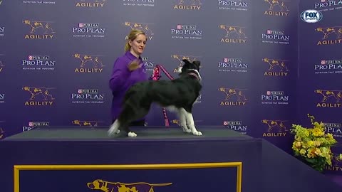 P!nk the border collie wins back-to-back titles at the 2019 WKC Masters Agility | FOX SPORTS