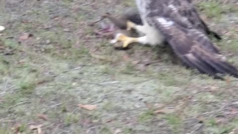 HAWK CAPTURES A SQUIRREL!!