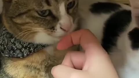 cat hatel eat the owner