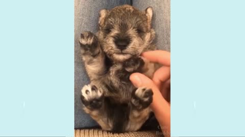 OMG! What a cute puppy!