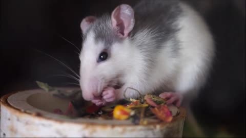 Cute Little Mouse Eats Like a Boss