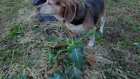 Funny Beagle Steals Broccoli from Garden