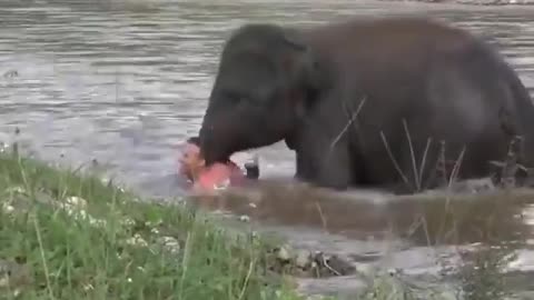 Humanity Elephant Surprise...!!!!