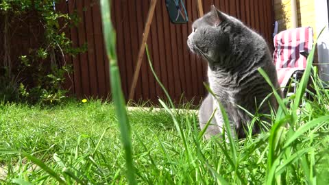 british shorthair Cat's Garden Adventure