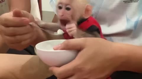 Cheeky Chews: Monkeys Mimicking Humans in the Most Hilarious Way!