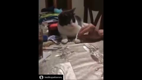 These Drunk And Funny Cats are Very Humorous😆😆😆 MUST WATCH