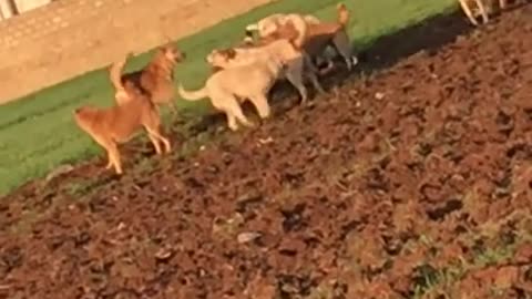 A group of dogs prey on a wolf and the wolf's brother takes revenge