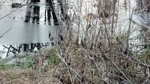 Angry Beaver tells me it's time for me to leave