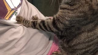 Cat Soothes Guests While They Wait