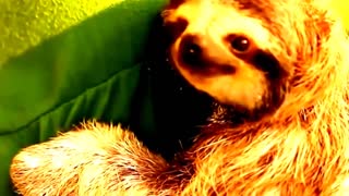 Cute Crazy Yawning & Adorable Funny Sloths Viral Video Compilations