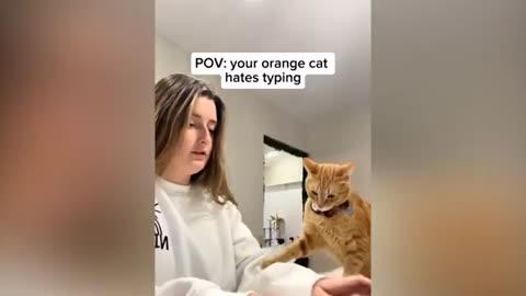 Funny Cat Videos Compilation😂😂😂Try Not to Laugh Challange Funny Cats and Dogs Memes Loop Media