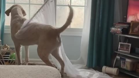 Dog_Spins_While_Barking_and_Accidentally_Pulls_Down_curtain rod