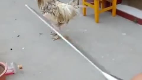 This rooster is so brave that he dares to fight with his master