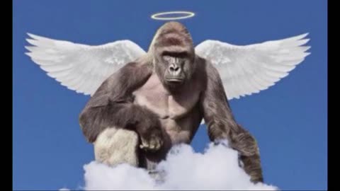 HARAMBE is DEAD! (from August 2016)