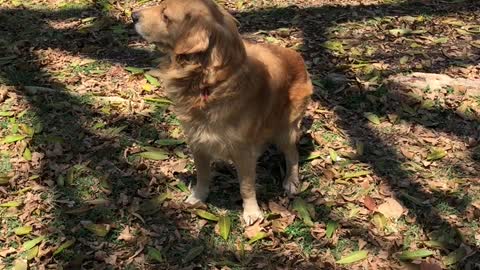 Cuba dog poop while walking