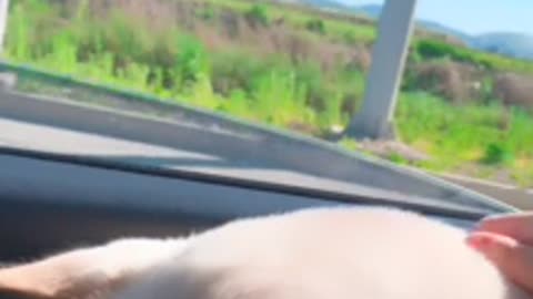 Jindo dog enjoying a drive