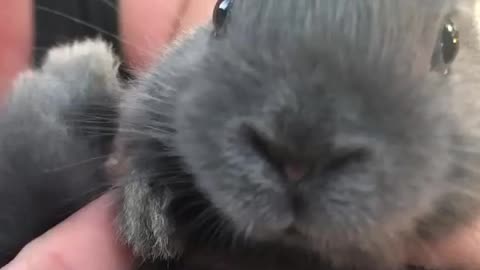 Baby Bunny Wiggles Nose