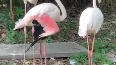 Flamingos ready to go home for dinner