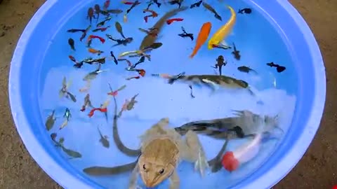 Frog Eel Carp Betta Goldfish Catfish Molly Guppy Swordtail Fish Perch Koi Cute my video