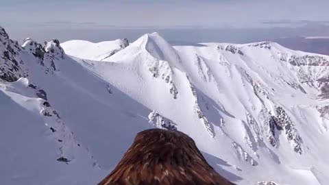 GoPro camera mounted on the back of an eagle to photograph snowy mountains from its perspective.