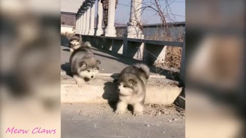 Baby cute and funniest Alaskan Malamute