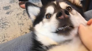 Husky loves head pats