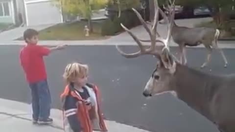 Amazing video of a dangerous wild deer and courage little girl