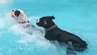 Boxer puppies new swimming technique