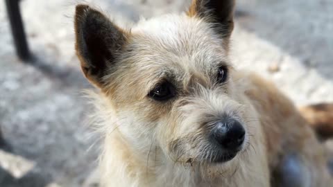 Stray little homeless dog with messy fur. Adopt and shelter concept