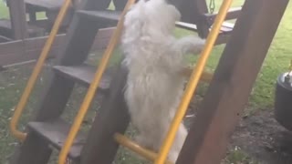 White dog slowmo climbs yellow ladder falls between bars