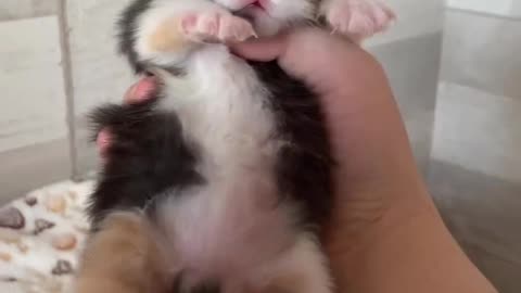 the most adorable kitten, you will definitely fall in love