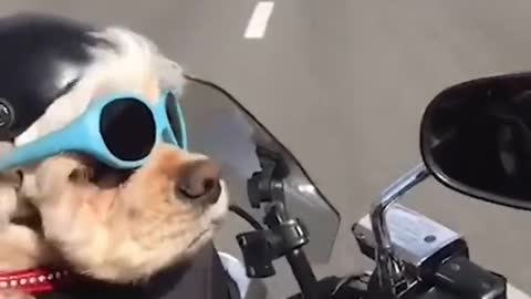 Dog riding motorcycle like a boss.