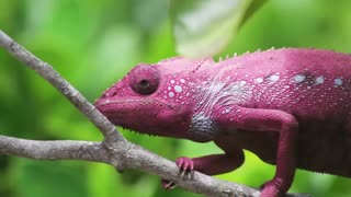 A Chameleon changes color out in the wild of Madagascar