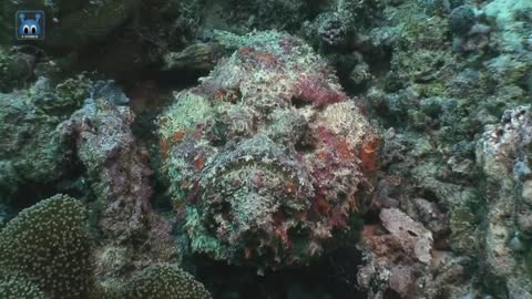 Be Careful If You Meet This Fish! Stonefish, Poisonous Fish in a Coral-like World