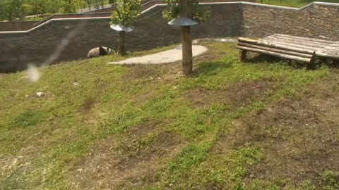 Hilarious Panda Rolling Down a Hill