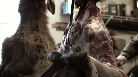 a hunter skinning elk and butchers it for the meat