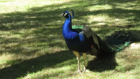 Pavo Real con Plumaje Extendido Peacock with Extended Plumage Pavo Muticus. Merak Bird