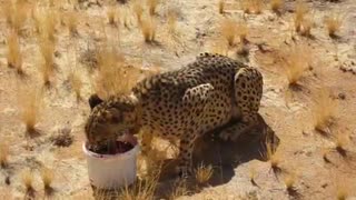 Old cheetah gets chopped meat to be able to eat