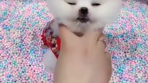 Cute and Funny Dog Videos