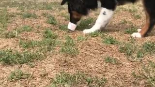 Group of Dogs eating Ice Cream