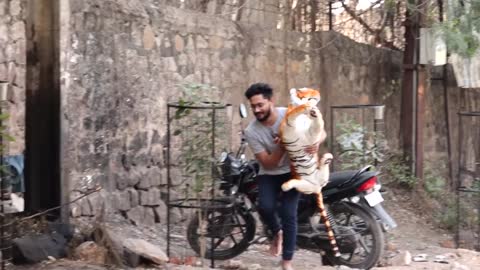 Prank on street Dogs in Tiger & Lion its just for fun❤️..